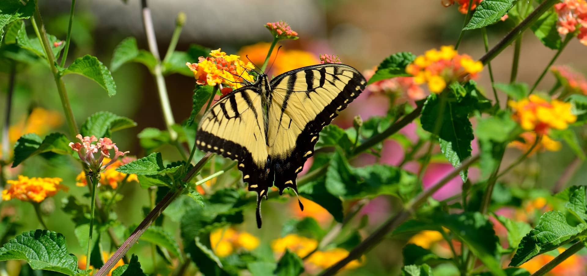 Butterfly 3038896 1920